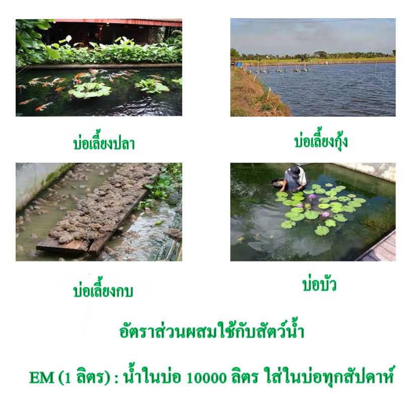 em-หัวเชื้อจุลินทรีย์อีเอ็ม-ขนาด-1-ลิตร-สูตรเข้มข้นแก้ปัญหาส้วมอืดดับกลิ่นเหม็นช่วยย่อยสลายคราบไขมันในบ่อบำบัด
