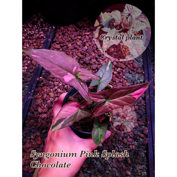 syngonium-pink-splash-chocolate