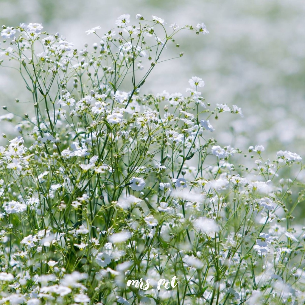 เมล็ดดอกไม้กินได้-gypsophila-สายพันธุ์-convent-garden-market