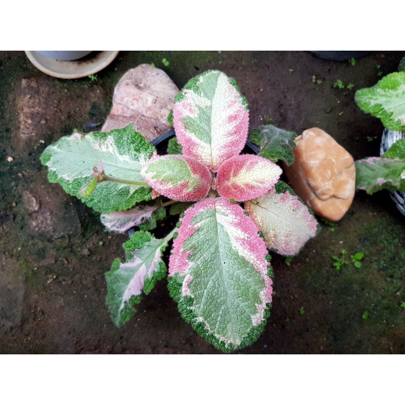 episcia-picasso-pink-ด่าง-3-สี