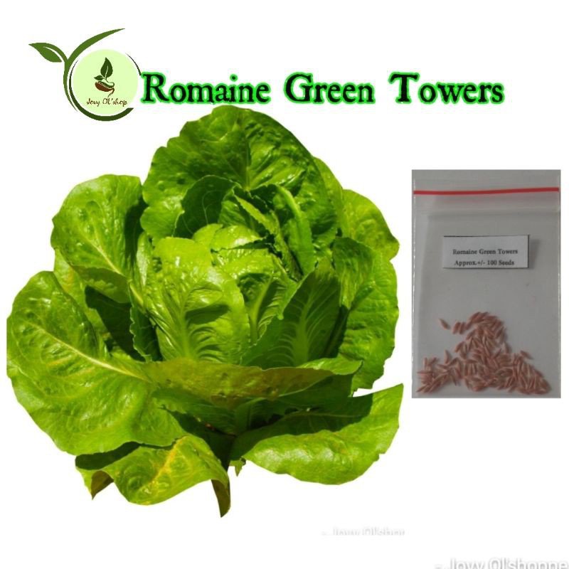 romaine-green-towers-lettuce-50seeds50-seeds-not-live-plants-seeds-5y3i