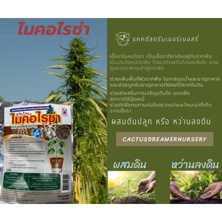 ไมคอไรซ่า(Mycorrhiza)