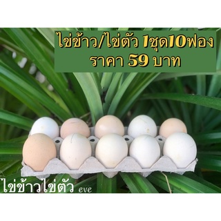 ภาพขนาดย่อของภาพหน้าปกสินค้าไข่ข้าว/ไข่ตัว นึ่งสุก(ไข่ไก่) จากร้าน oopip145 บน Shopee