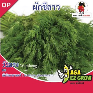 AGA SHOP เมล็ดพันธุ์ผักชีลาว วันทอง