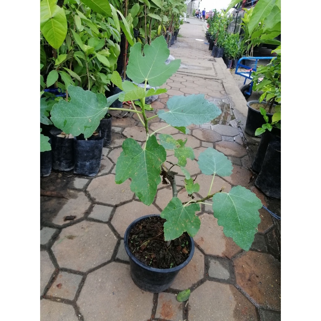 figs-ต้นมะเดื่อฝรั่งพันธุ์แบล็คอิสราเอล-สูง30cm-ใน-กระถาง6นิ้ว