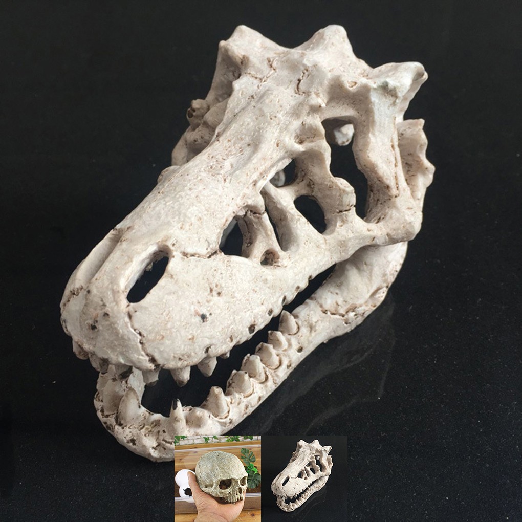 กะโหลกไดโนเสาร์-เรซิ่น-สำหรับตกแต่งพิพิธภัณฑ์สัตว์น้ำ-สัตว์เลื้อยคลาน-ตู้ปลา