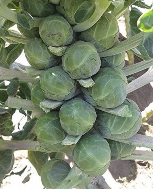 เมล็ดพันธุ์-กะหล่ำปลีดาว-เมล็ด-brussels-sprouts-กะหล่ำดาว50-เมล็ด-ไม่ใช่พืชที่มีชีวิต