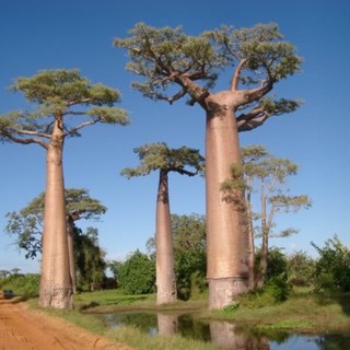 เมล็ดพันธุ์ เบาบับ ดิจิทาทา (Digitata Baobab Seed) บรรจุ 2 เมล็ด คุณภาพดี ราคาถูก50 เมล็ด (ไม่ใช่พืช)