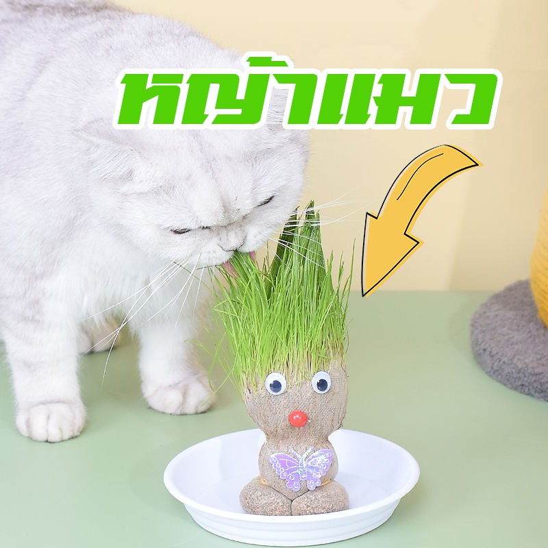 ชุดปลูกหญ้าแมวน่ารัก-สามเณรปลูกได้-หญ้าแมวอินทรีย์