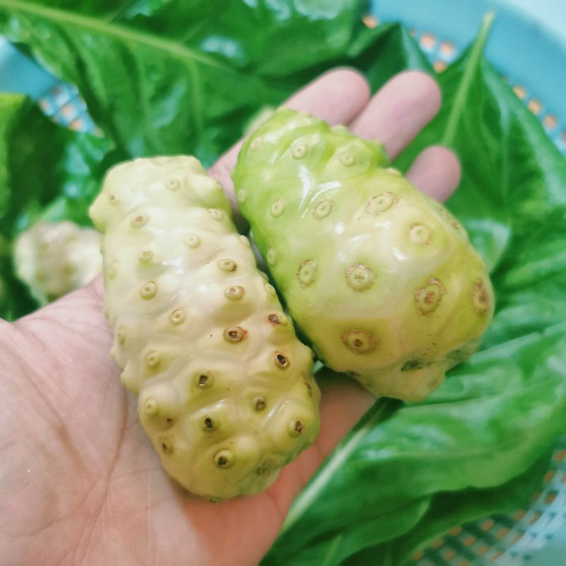 ลูกยอ-สด-ออร์แกนิค-ขนาด-1-กิโลกรัม