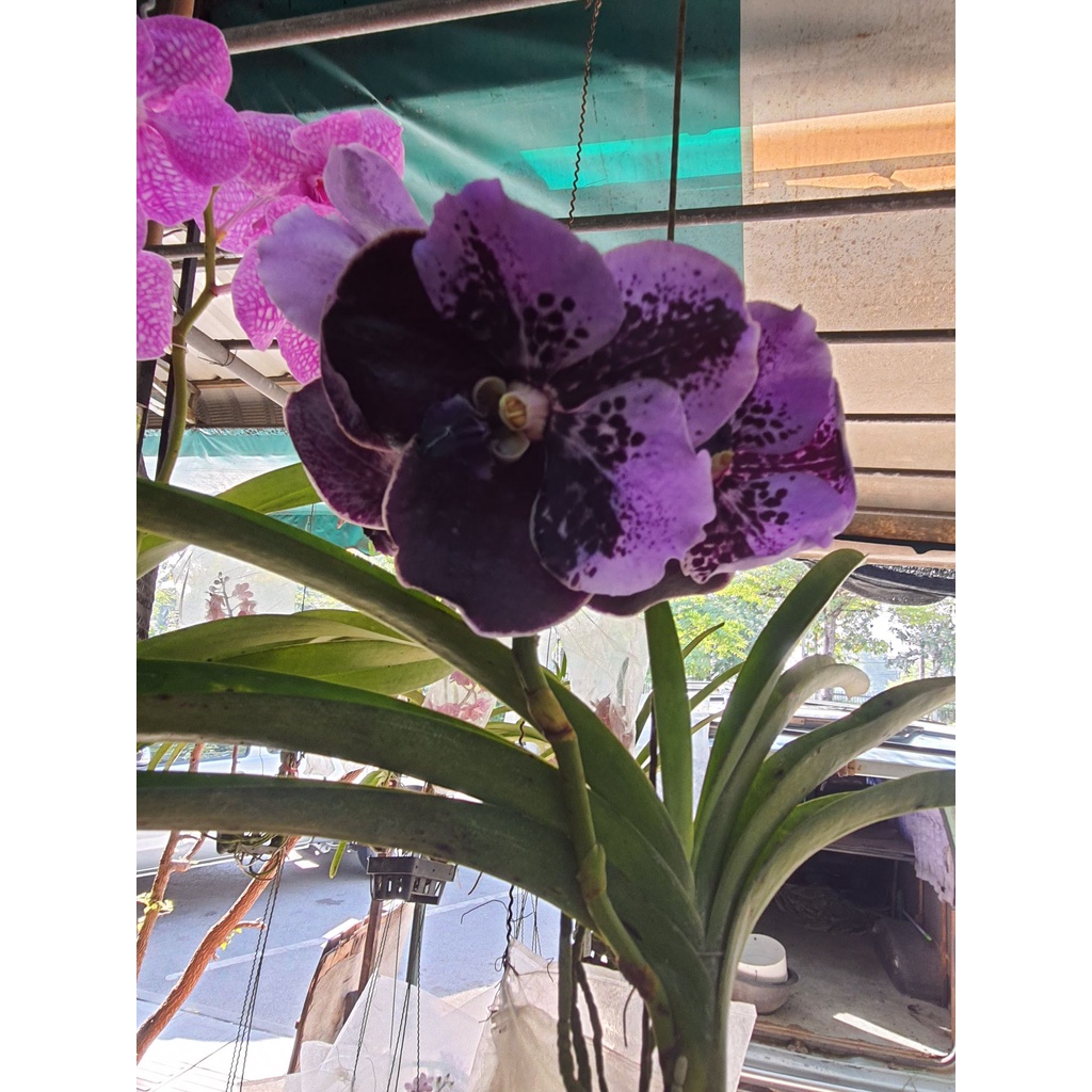 wow-vanda-กล้วยไม้แวนด้า-สีม่วงทูโทน-ออกดอกทั้งปี