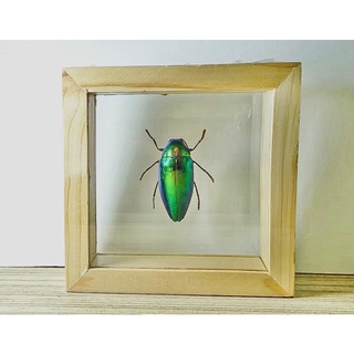 แมลงทับ กระจกสองด้านกรอบจิ๋ว สามารถเลือกชนิดแมลงใส่กรอบได้