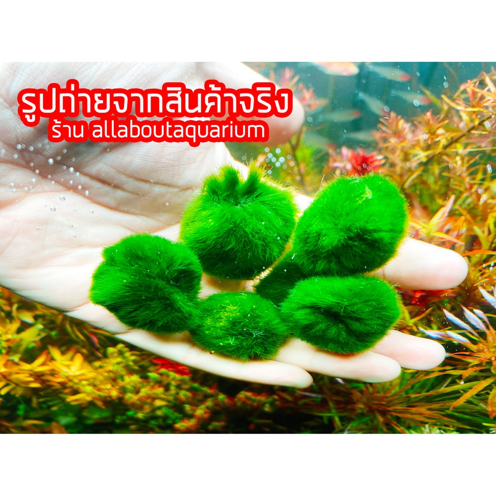 ของแท้-พร้อมจัดส่ง-marimo-มาริโมะ-สาหร่ายตกแต่งตู้ปลา-สาหร่ายมาริโมะ-มอสบอล-สาหร่ายนำโชคญี่ปุ่น-สาหร่ายญี่ปุ่น-มอส