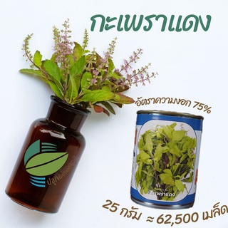 เมล็ดกะเพรา 2 ชนิด ชนิดละ 62,500 เมล็ด (25g) กะเพราขาว กะเพราแดง