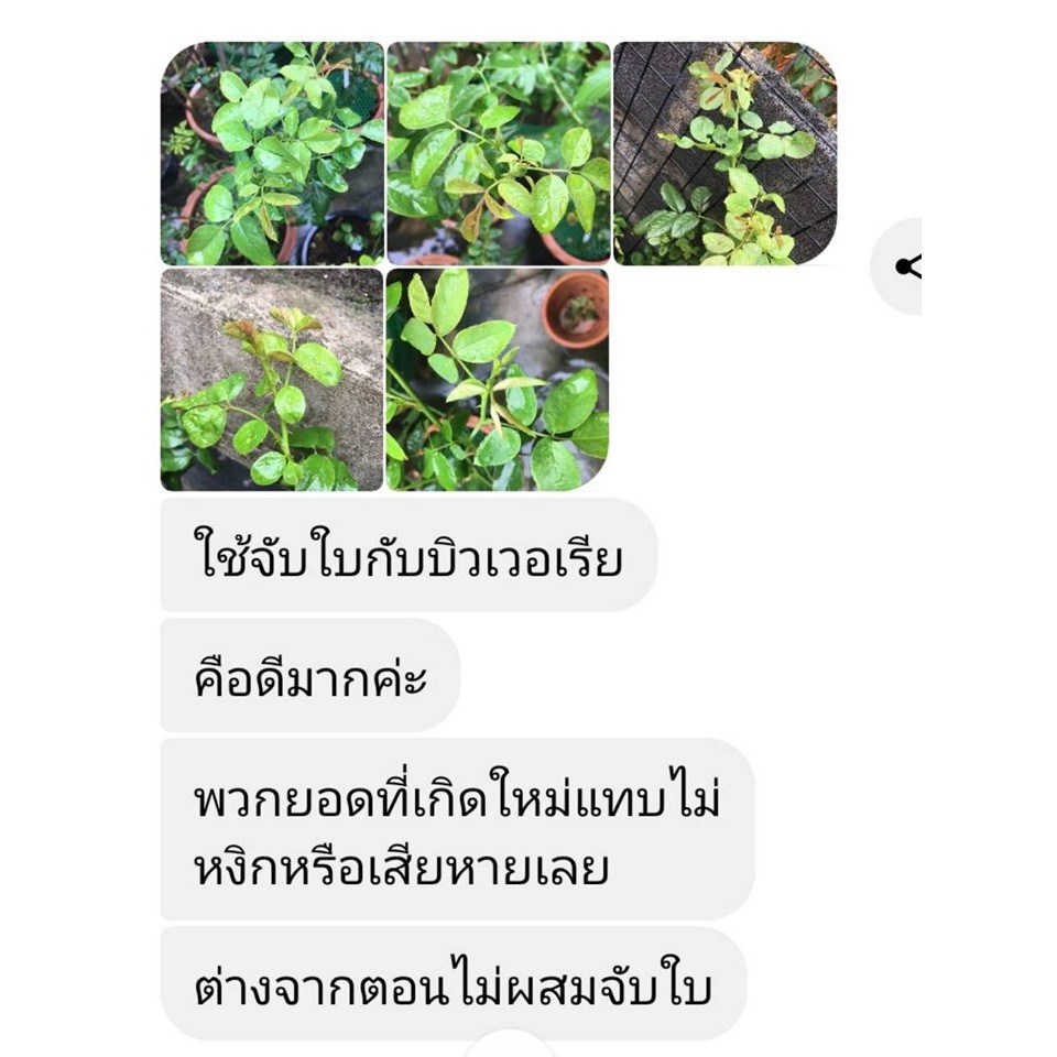 19-สารจับใบ-สูตรอ่อนโยน-ขวดใหญ่-ไฟน์เดย์-finedays