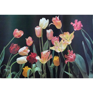 โปสเตอร์ ดอกไม้ ดอก ทิวลิป Tulip POSTER 24”x35” Inch Tulipa Sprengeri Sprengers tulip