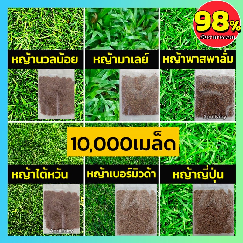 รูปภาพสินค้าแรกของ10000+ เมล็ดพันธุ์ เมล็ดหญ้า เมล็ด หญ้าเบอร์มิวด้า หญ้าญี่ปุ่น หญ้านวลน้อย หญ้ามาเลเซีย หญ้าไต้หวัน หญ้าพาสพาลั่ม