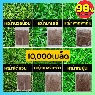 ภาพย่อรูปภาพสินค้าแรกของ10000+ เมล็ดพันธุ์ เมล็ดหญ้า เมล็ด หญ้าเบอร์มิวด้า หญ้าญี่ปุ่น หญ้านวลน้อย หญ้ามาเลเซีย หญ้าไต้หวัน หญ้าพาสพาลั่ม