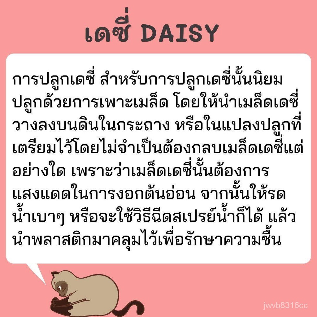 เมล็ดพันธุ์ ดอกเดซี่ สีขาว 200 เมล็ด White Daisy Silver Princess Seed ...