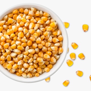 เมล็ดข้าวโพด มัชรูมตรานกอินทรีย์  เมล็ดป๊อบคอร์น / Popcorn mushroom ตรานกอินทรีย์แท้ 100% จากอเมริกา