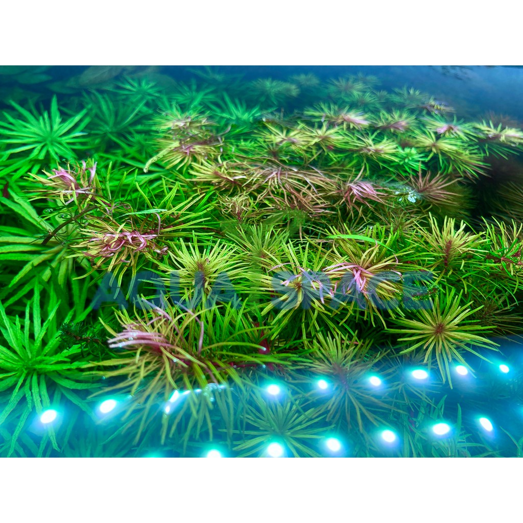 rotala-wallichii-ไม้ข้อ-ไม้แดง-ไม้เขียว-ไม้ชมพู-ไม้น้ำ-ไม้หลังตู้-ตู้ไม้น้ำ-พรรณไม้น้ำ-ตู้ปลาสวยงาม