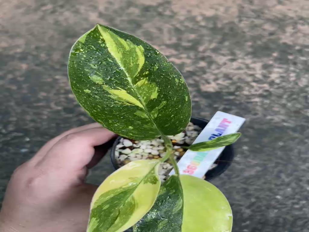 philodendron-green-congo-hybrid-var-กรีนคองโก-ไฮบริด-ไม้ด่าง