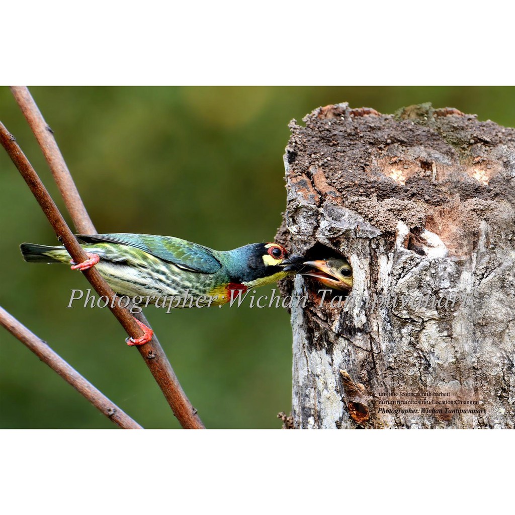 ภาพถ่ายนกตีทอง-coppersmith-barbet-อัดลงบนกระดาษเนื้อดีขนาด12x18นิ้ว