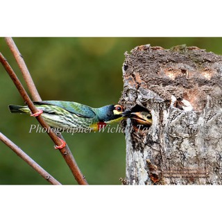 ภาพถ่ายนกตีทอง Coppersmith Barbet อัดลงบนกระดาษเนื้อดีขนาด12X18นิ้ว