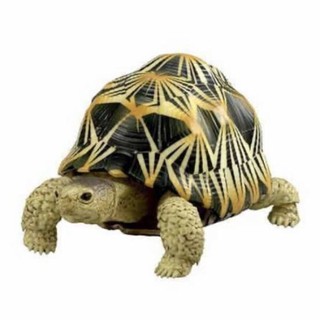 Bandai Kaiyodo Indian Star Tortoise Turtle PVC Realistic Figure 10 cm