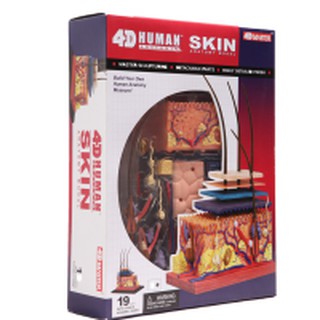 0281 แบบจำลองผิวหนัง Skin Model 4D  โมเดลผิวหนัง, ของเล่นเสริมพัฒนาการ, ของเล่นเด็ก, สื่อการสอน