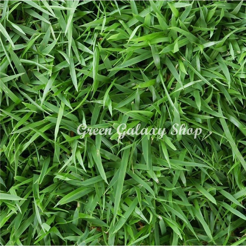 green-galaxy-หญ้านวลน้อย-manila-grass-หญ้าสนาม-50-100cm-หญ้าสด-หญ้าจริงพร้อมปลูกจากไร่