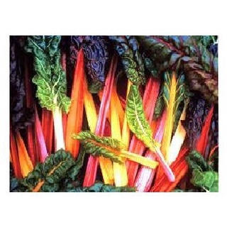 （เมล็ดพันธุ์ ถูก คละ）เมล็ดผักเรนโบว์สวิสชาร์ตคละสี -  MIX SWISS CHARD  บรรจุซองละ100 เมล็ด  สีสวย ปลูกง่าย โตไว ช WJT1