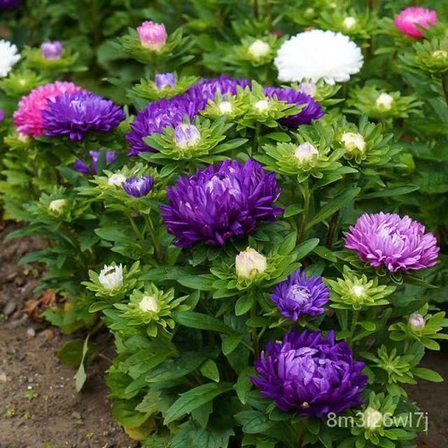 เมล็ดพันธุ์-ถูก-คละ-200pcs-bag-aster-chrysanthemum-seeds-bonsai-plant-flower-seeds-ต้นไม้มงคล-ต้นไม้จิ๋วจริงเมล็ดดอกไม