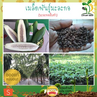 เมล็ดพันธุ์มะละกอ (มะละกอส้มตำ) 15 เมล็ด  เนื้อหวานกรอบ ติดผลดก ผลยาว 30-50 เซนติเมตร เหมาะสำหรับการตำส้มตำ