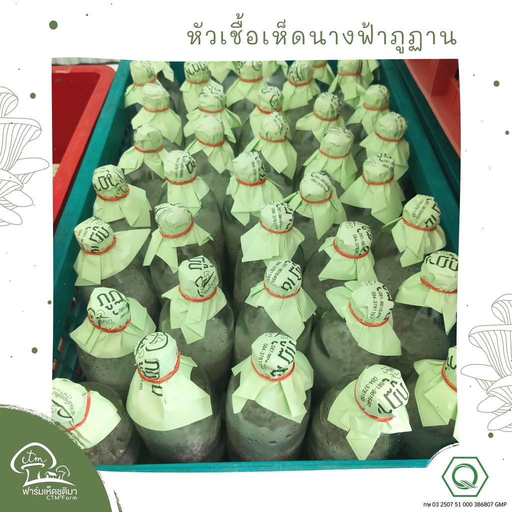 หัวเชื้อเห็ดนางฟ้าภูฏาน-ชุด6ขวด-เห็ดนางฟ้าภูฐาน-สำหรับคนทำฟาร์มเห็ด-เพื่อหยอดลงก้อนเห็ด-หรือฟางข้าว