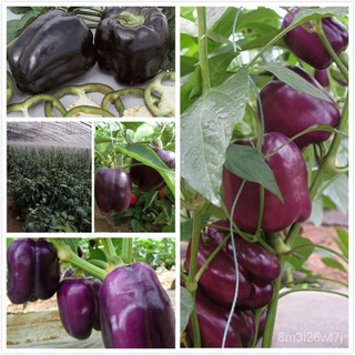 （เมล็ดพันธุ์ ถูก คละ）เมล็ดพันธุ์ พริกหยวกสีม่วง Purple Bell Pepper Seeds แต่ละแพ็คมี 50 เมล็ด - Seeds for planting พันธุ