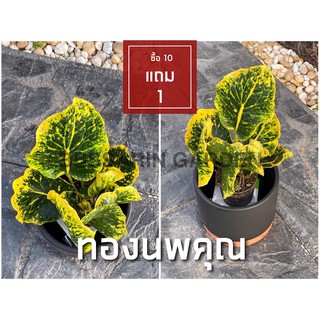 ต้นโกสนพันธุ์ ทองนพคุณ ไซส์เล็ก กระถาง 5" สูง 15-20 เซนติเมตร ซื้อ 10 แถม 1  (จัดส่งแบบถอดกระถาง+รับประกันสินค้า)