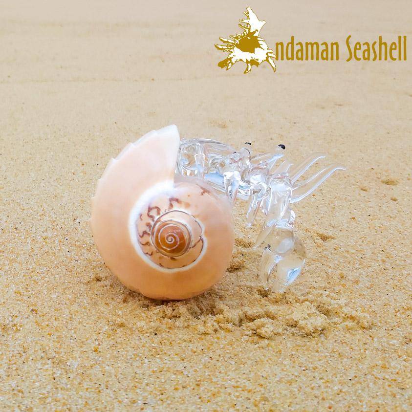 andaman-seashell-แก้วเป่าติดเปลือกหอย-รูปปูเสฉวน-ติดเปลือกหอยโนรี-แกะลาย-cymbiola-nobilis