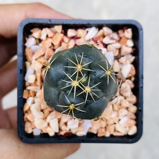 ช้าง ต้นอวบๆใหญ่ๆ สวยทุกต้น Coryphantha elephantidens ลุ้นดอกชมพู,เหลือง แคคตัส