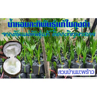 พันธุ์มะพร้าวกะทิ บ้านแพ้ว รากพร้อมในถุงดำจากต้นแม่พันธุ์แท้ 🌴 ของแท้ไม่ปน ติดกะทิทุกทะลาย มะพร้าวน้ำหอมกะทิ รากหอมใบเตย