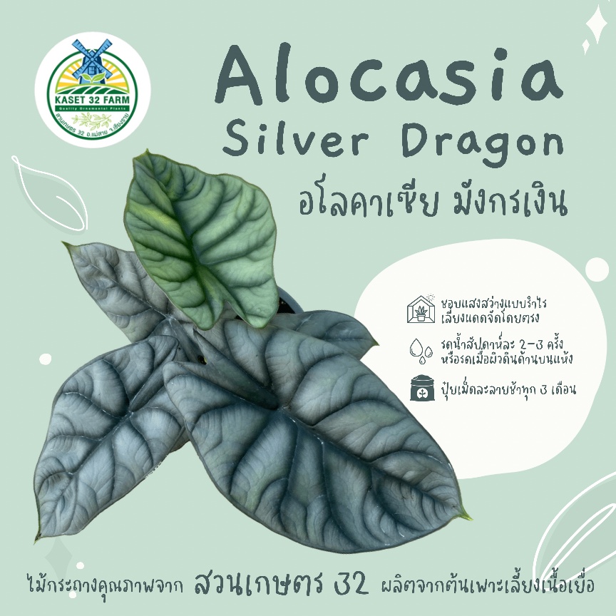 ภาพหน้าปกสินค้าAlocasia Silver Dragon : อโลคาเซียมังกรเงิน ต้นมังกรเงิน กระถาง 5 นิ้ว