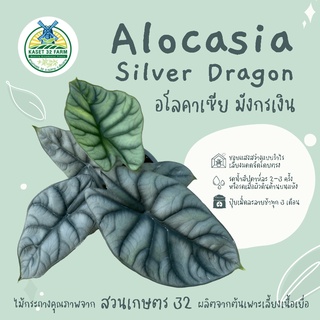 ภาพขนาดย่อสินค้าAlocasia Silver Dragon : อโลคาเซียมังกรเงิน ต้นมังกรเงิน กระถาง 5 นิ้ว