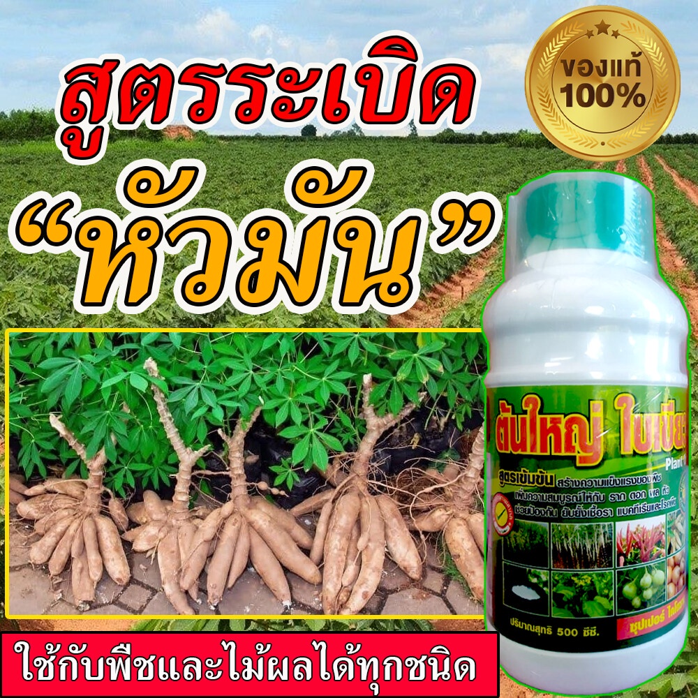 สูตรเข้มข้น-ปุ๋ยมันสำปะลัง-500-ซีซี-ฮอร์โมนระเบิดหัว-เร่งแป้ง-มันสำปะหลัง-ปุ๋ยเร่งรวงข้าว-ระเบิดหัวมัน-ปลอดสารพิษ100