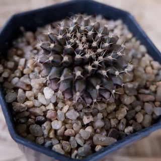 🌵มัลติคัลเลอร์, โคลนไม่มีชื่อ🌵ไม้กราฟ​ Gymnocalycium ยิมโนด่าง แคคตัส กระบองเพชร cactus&amp;succulent คริส