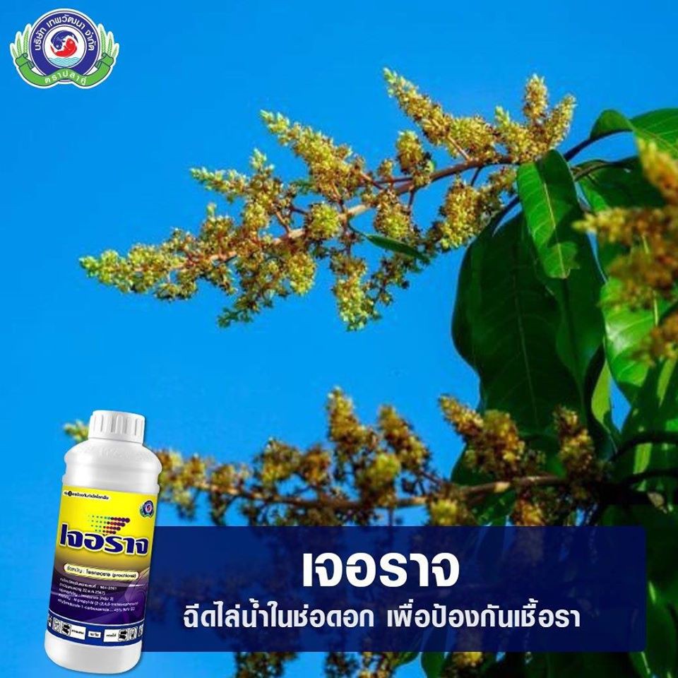 เจอราจ-1l-โพรคลอราช-โรคแอนแทรคโนส-โรคกุ้งแห้งพริก-โรคช่อดอกดำ-โรคสแคป-โรคเมล็ดด่างในข้าว-โรคหอมเลื้อย-โรคดาวกระจาย