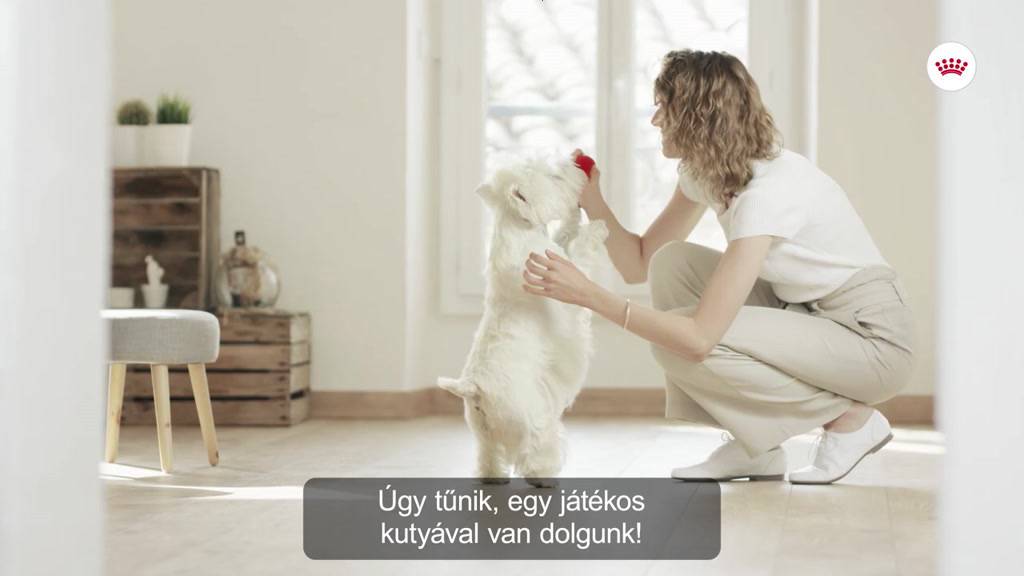 royal-canin-dog-care-อาหารสุนัข-รอยัลคานิน-สูตรแคร์-mini-dermacomfort-mini-coat-care-mini-exigent-light-weight-1kg