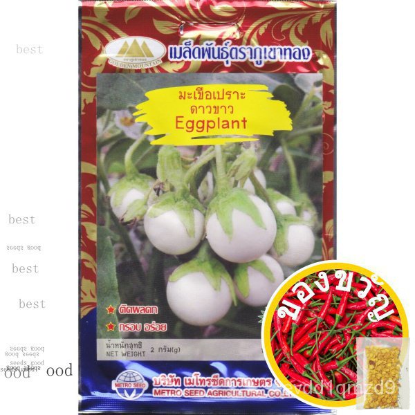 เมล็ดพันธุ์-seeds-man-เมล็ดมะเขือเปราะดาวขาว-eggplant-เมล็ดมะเขือเปราะ-เมล็ดพันธุ์มะเขือเปราะ-เมล็ดผักสวนครัว-ตราภูเขา-f