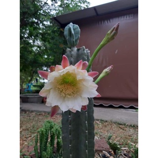 Jamacaru จามาคารูไร้หนาม (หนามน้อย)ตอตัดสด สวนเราเองค่ะ cereushidmannianus Cereus jamacaru ตอจามาคารู กระบองเพชรไร้หนาม