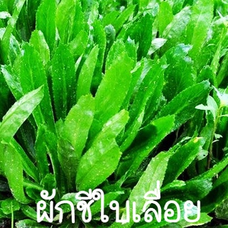 ภาพขนาดย่อของสินค้าผักชีใบเลื่อย 10บ. เมล็ดพันธุ์ผักชีใบเลื่อย 300 เมล็ด งอกง่าย โตไว ️พุ่มใหญ่ ใบดก