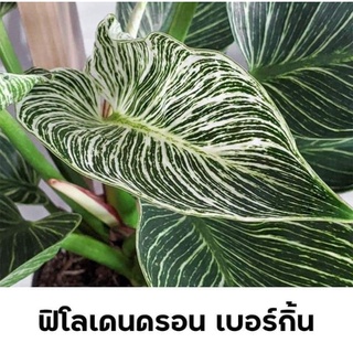 ฟิโลเดนดรอนเบอร์กิ้น(Philodendron Birkin)